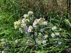 Symphyotrichum lanceolatum