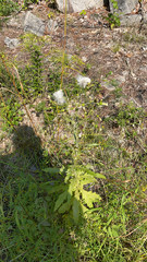 Erechtites hieraciifolius