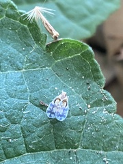 Bothriocera