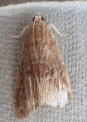 Elophila gyralis