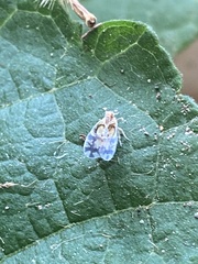 Bothriocera