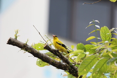 Oriolus chinensis