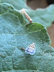 Bothriocera