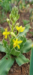 Cyanella lutea lutea