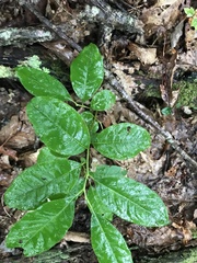 Oxydendrum