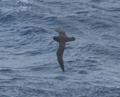 Procellaria aequinoctialis