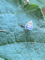 Bothriocera