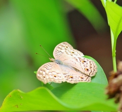 Junonia atlites