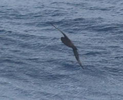 Procellaria aequinoctialis