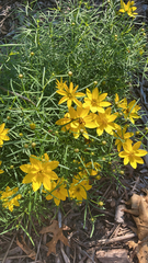 Coreopsis verticillata