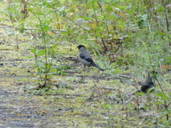 Pyrrhula murina