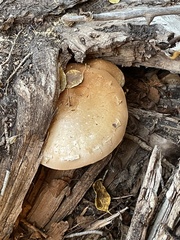Hemipholiota populnea