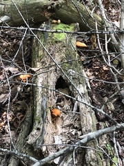 Gymnopilus luteus