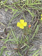 Calylophus