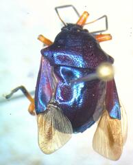 Asopinae