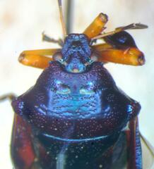 Asopinae