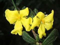 Hibbertia sericea
