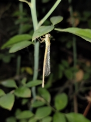 Ceriagrion coromandelianum