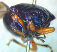 Asopinae