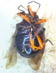 Asopinae