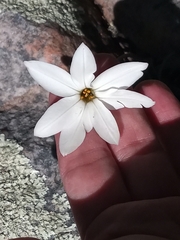 Ipheion uniflorum