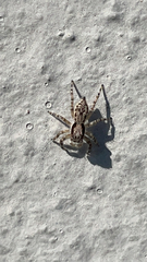 Menemerus bivittatus