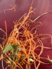 Cuscuta campestris
