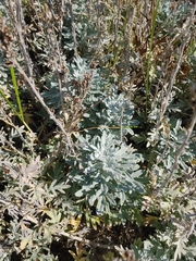 Artemisia stelleriana