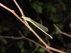 Ceriagrion coromandelianum