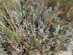 Artemisia stelleriana