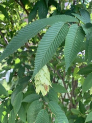 Betula alleghaniensis