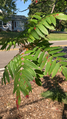 Rhus typhina