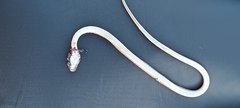 Dolichophis caspius