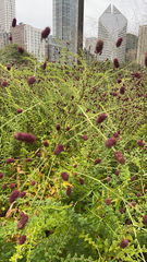 Sanguisorba officinalis
