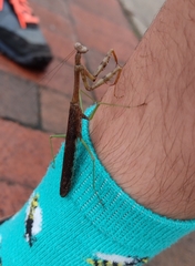 Stagmomantis carolina