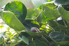 Orthotomus ruficeps
