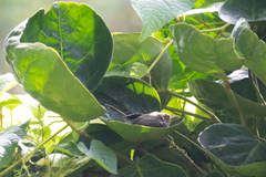Orthotomus ruficeps