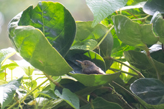 Orthotomus ruficeps