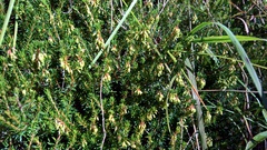 Erica carnea