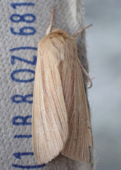 Mythimna