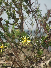 Chrysanthemum indicum