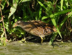 Porzana porzana