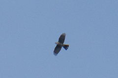 Accipiter gularis