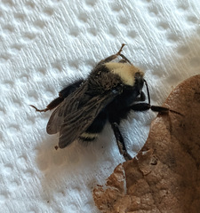 Bombus caliginosus