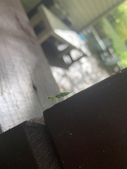 Zeugomantispa minuta