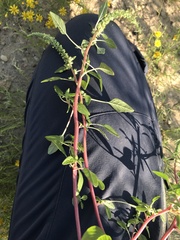 Amaranthus fimbriatus