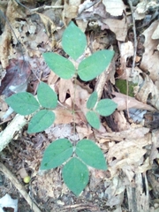 Hylodesmum