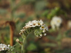 Heliotropium hirsutissimum