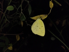 Eurema andersoni