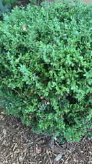 Buxus sempervirens
